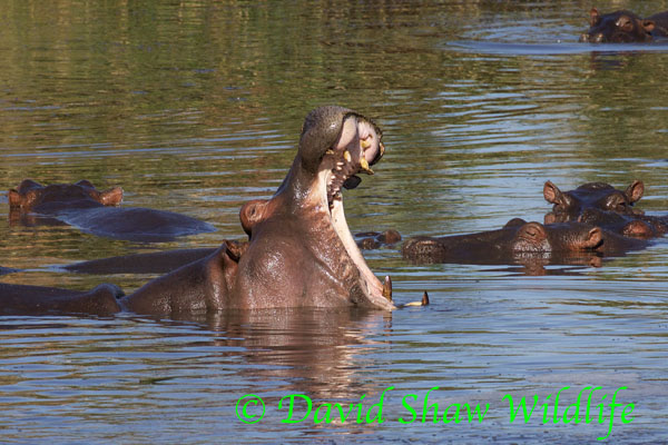 Hippo yawn